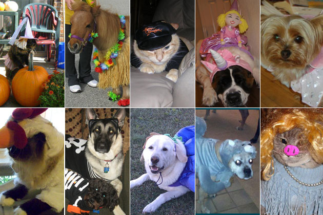 Cutest Pets of Halloween 2011